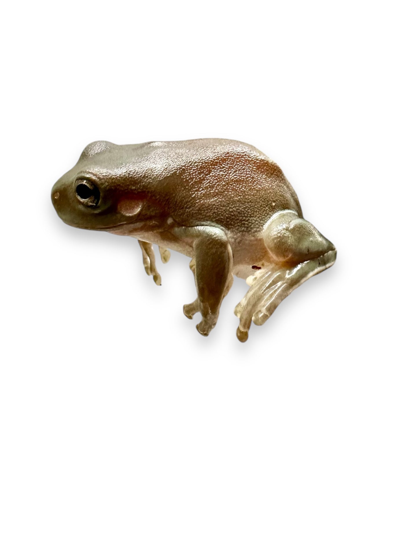 FROG, WHITE'S TREE  BLUE PHASE