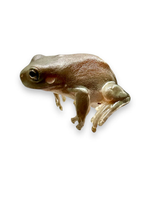 FROG, WHITE'S TREE  BLUE PHASE
