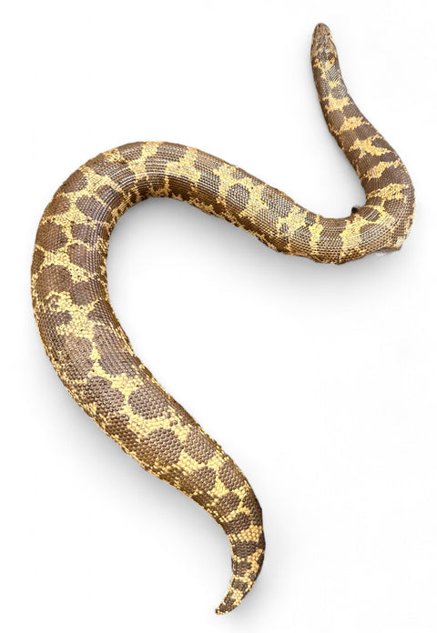 KENYAN SAND BOA, HET PARADOX ALBINO ADULT