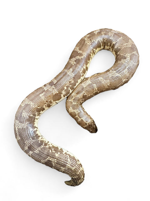 KENYAN SAND BOA, ADULT