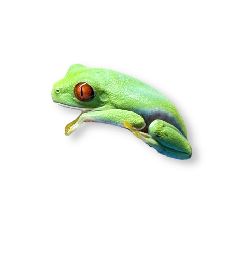 FROG, RED EYE GREEN TREE