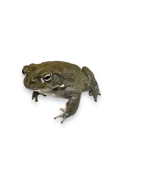 TOAD, COLORADO RIVER