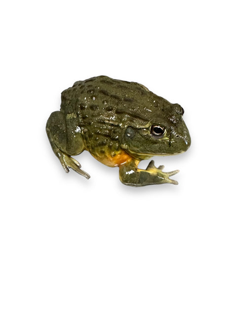 FROG, AFRICAN BULL