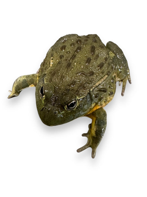 FROG, AFRICAN BULL