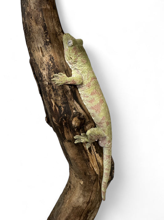 GECKO, CHAHOUA ADULT