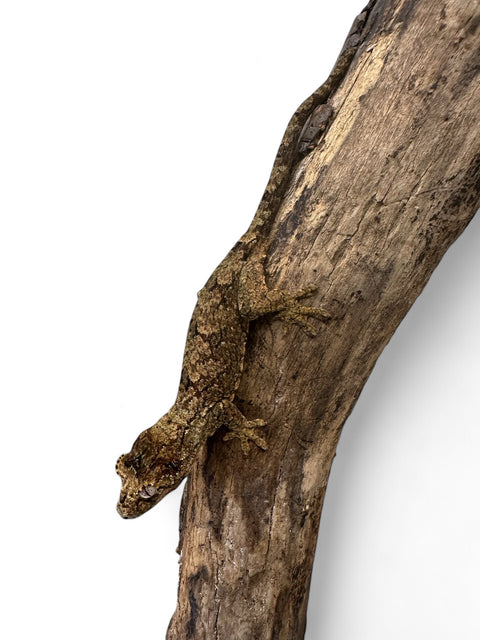 GECKO, CHAHOUA JUVENILE