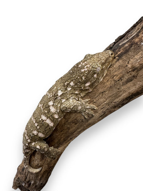 GECKO, LEACHIANUS JUVENILE