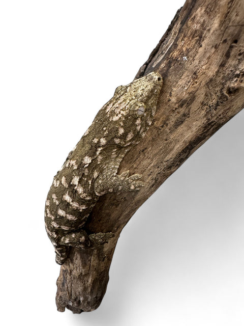 GECKO, LEACHIANUS JUVENILE