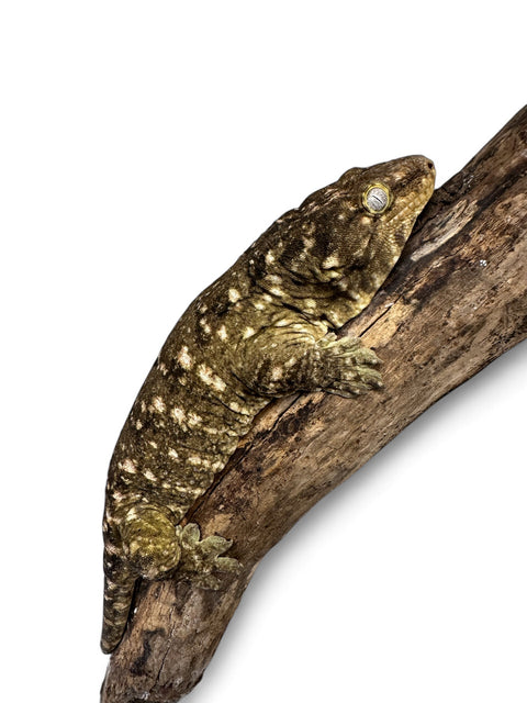 GECKO, LEACHIANUS ADULT