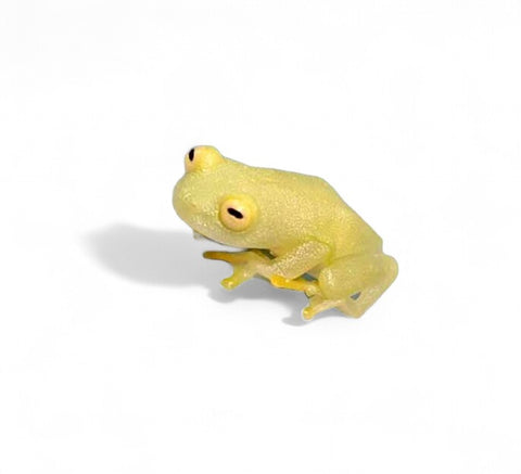 FROG, NORTHERN GLASS