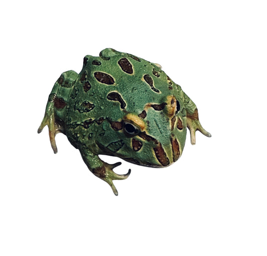 HORNED FROG, PEPPERMINT BLUE