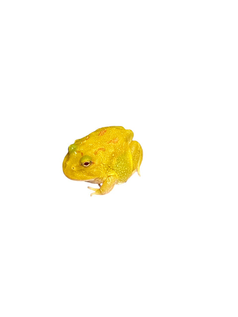 HORNED FROG, PIKACHU