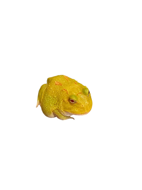 HORNED FROG, PIKACHU