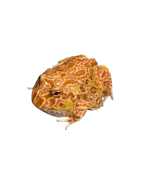 HORNED FROG, APRICOT