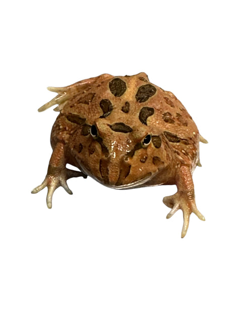 HORNED FROG, COFFEE