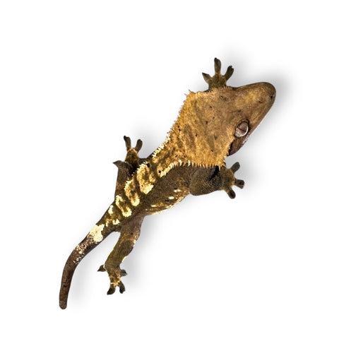 GECKO, HIGH END CRESTED