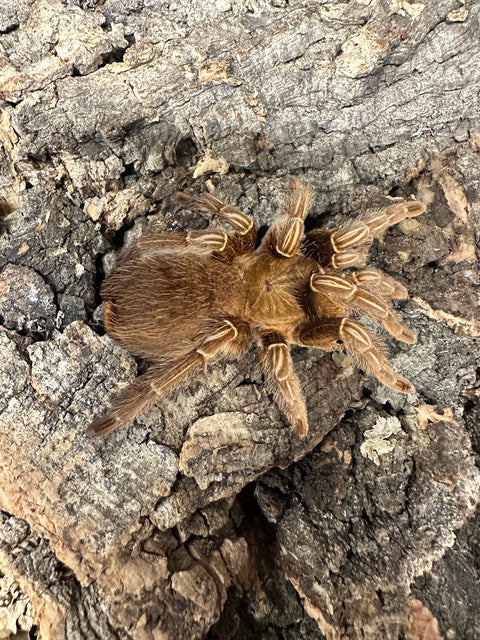 TARANTULA, APHONOPELMA SEEMANNI "COSTA RICAN ZEBRA STRIPE KNEE" (2 1/4")