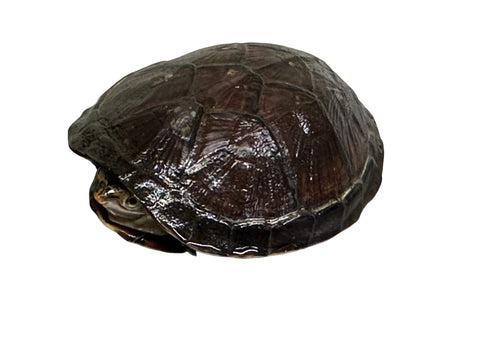 TURTLE, RED CHEEK MUD