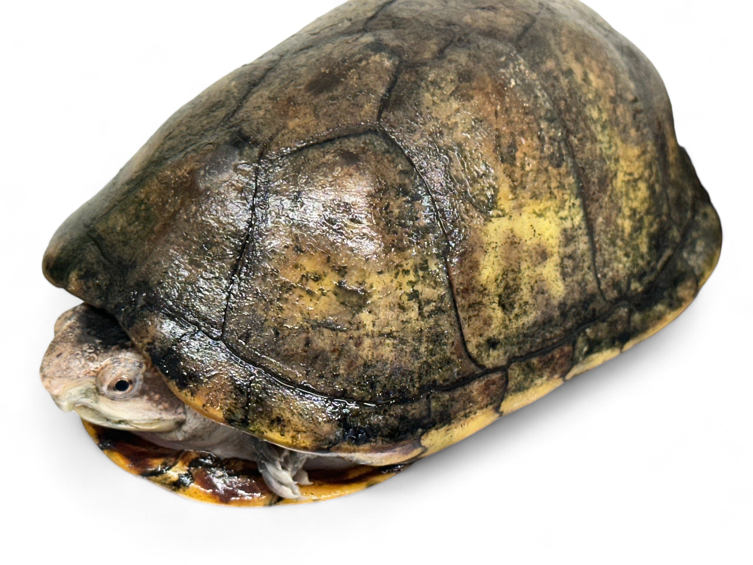 TURTLE, RED CHEEK MUD – Port Credit Pets