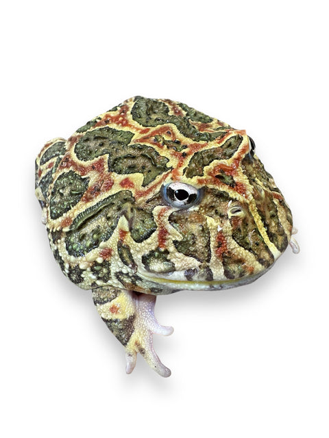 HORNED FROG, ADULT SURINAME