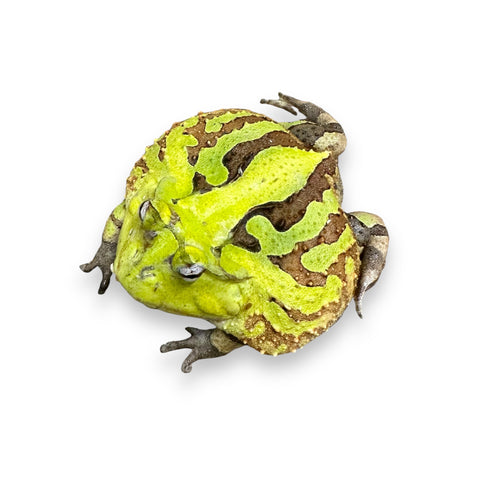 HORNED FROG, ADULT