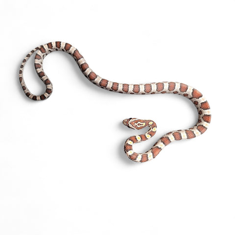 CORN SNAKE, MIAMI