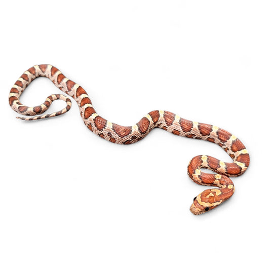 CORN SNAKE, OKEETEE