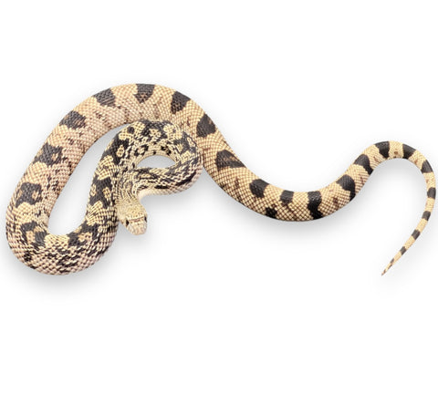 PINE SNAKE, NORTHERN