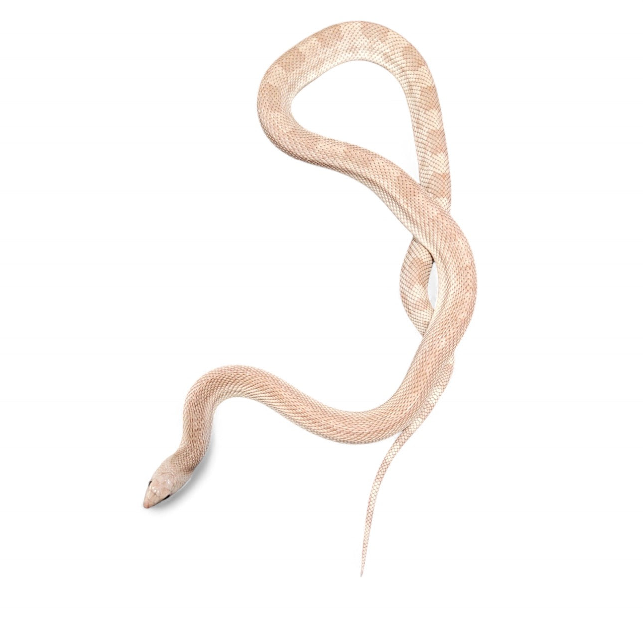 PINE SNAKE, SOUTHERN SUBADULT