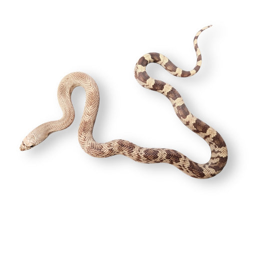 PINE SNAKE, SOUTHERN