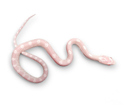 CORN SNAKE, SNOW