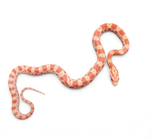 CORN SNAKE, ALBINO