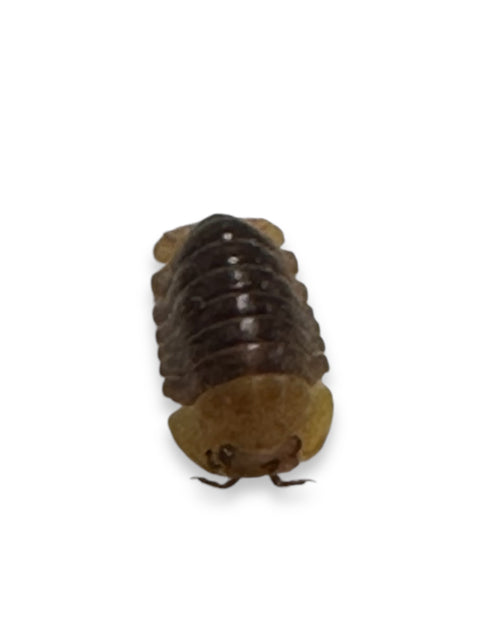 ISOPOD CUBARIS SP. "RUBBER DUCKY BLONDE" (EACH)