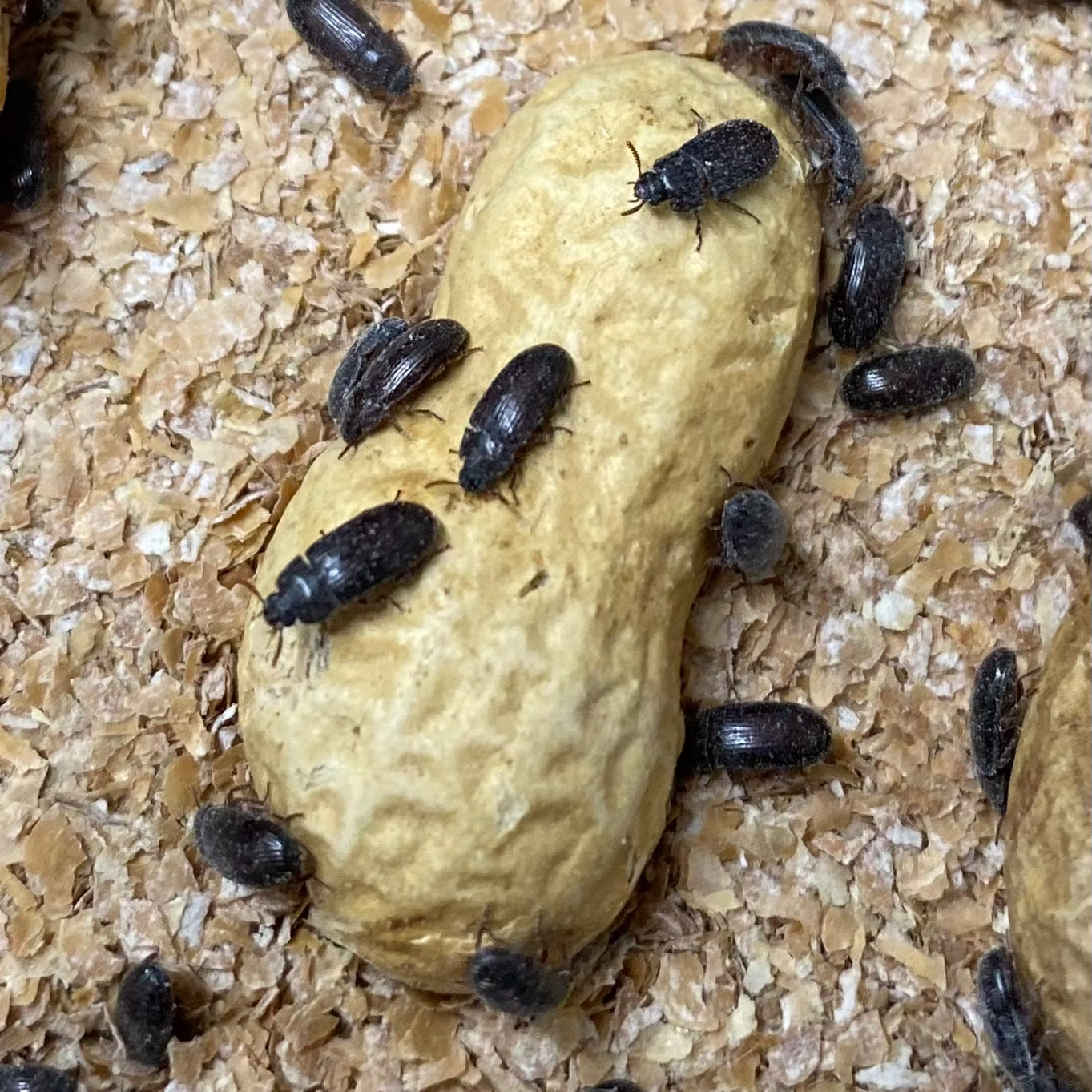 PEANUT BEETLE CULTURE