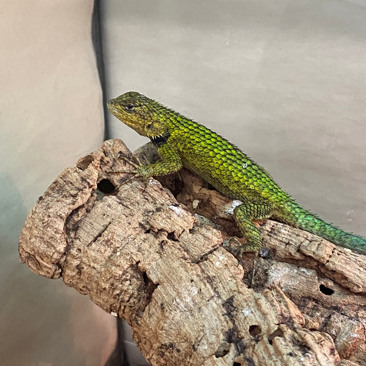 SWIFT, EMERALD