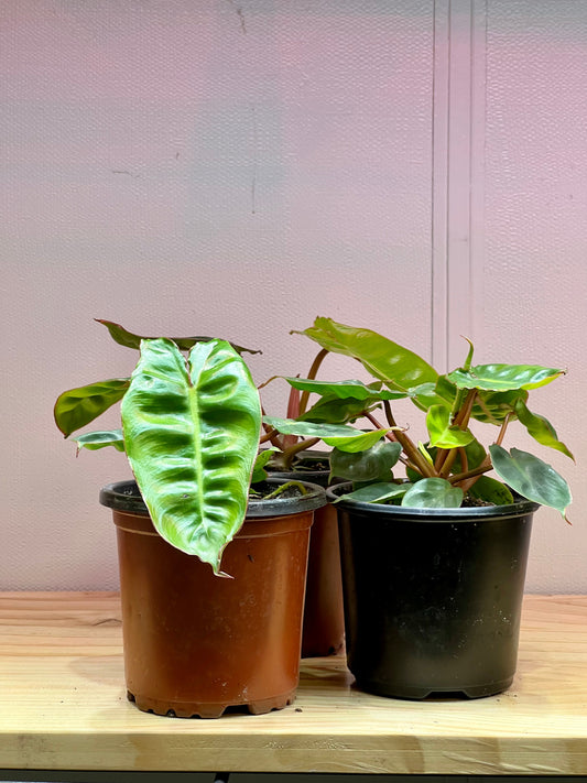 Philodendron Billietiae "4