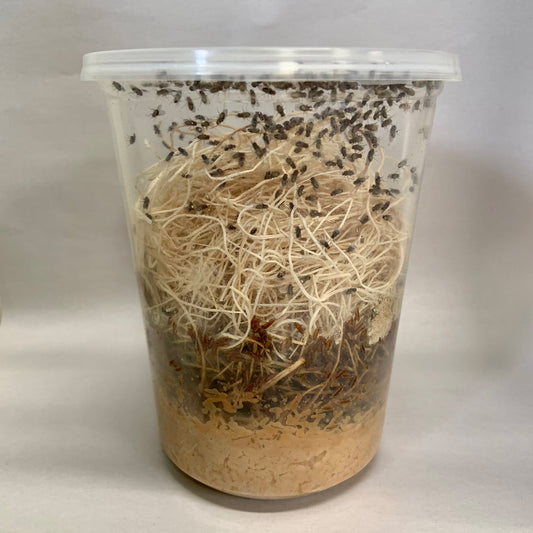 FRUIT FLY CULTURE (HYDEI)