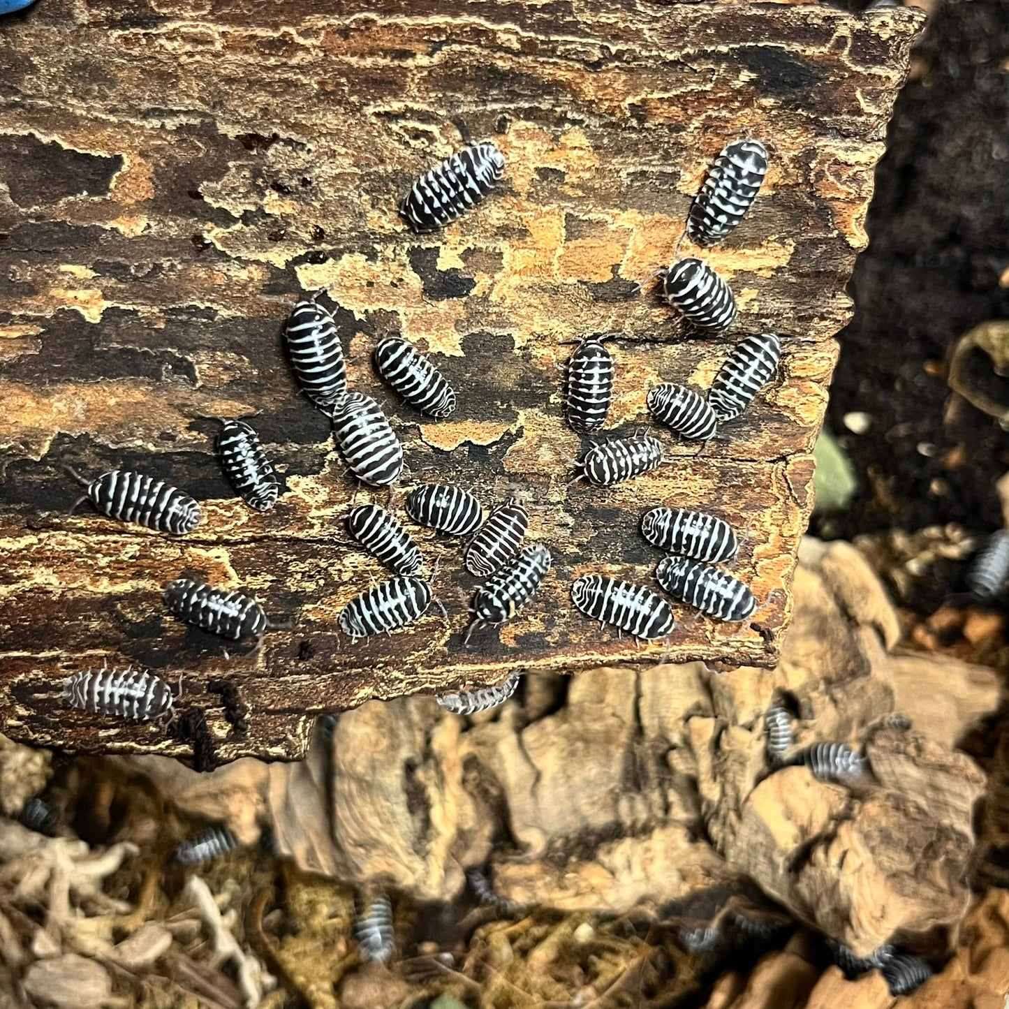 ISOPOD ARMADILLIDIUM MACULATUM "ZEBRA" (10 COUNT)