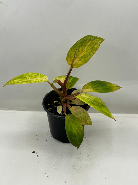 PLANT PHILODENDRON PAINTED LADY 4"