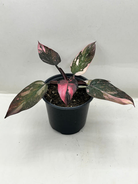 PLANT PHILODENDRON PINK PRINCESS 4"