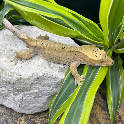GECKO CRESTED 1.0