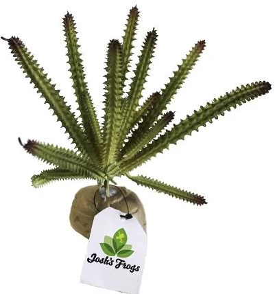 Josh's Frogs Artificial Euphorbia