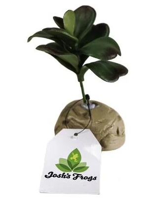 Josh's Frogs Artificial Jade Succulent