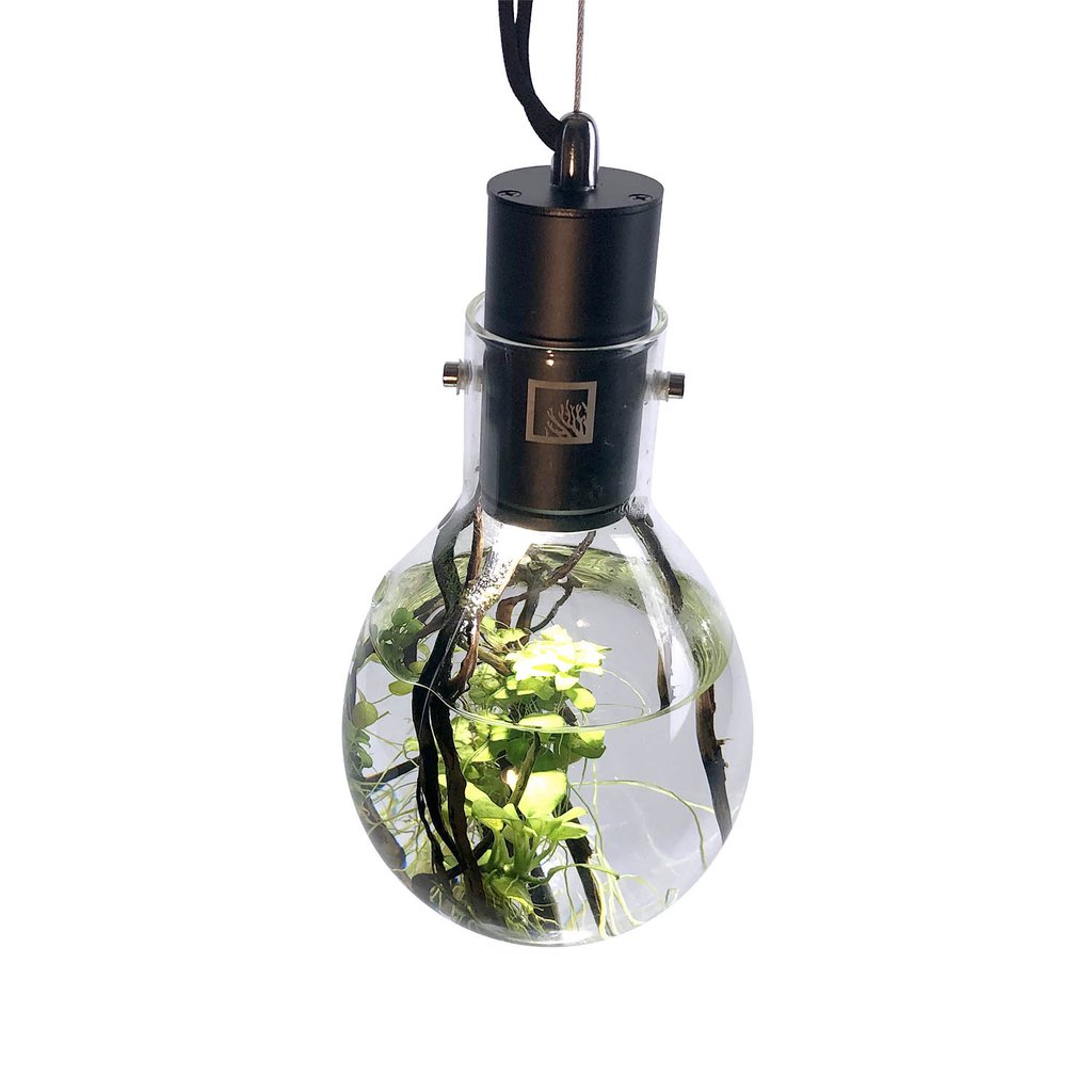 SR Aquaristik Hanging Luminarium Aquarium
