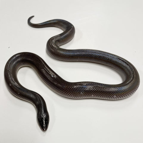 PYTHON MEXICAN BURROWING