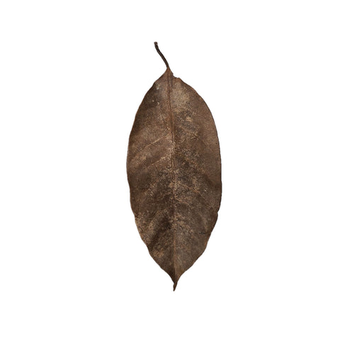 Dried Nutmeg Mixed Size Leaves