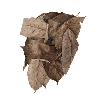 Dried Nutmeg Mixed Size Leaves