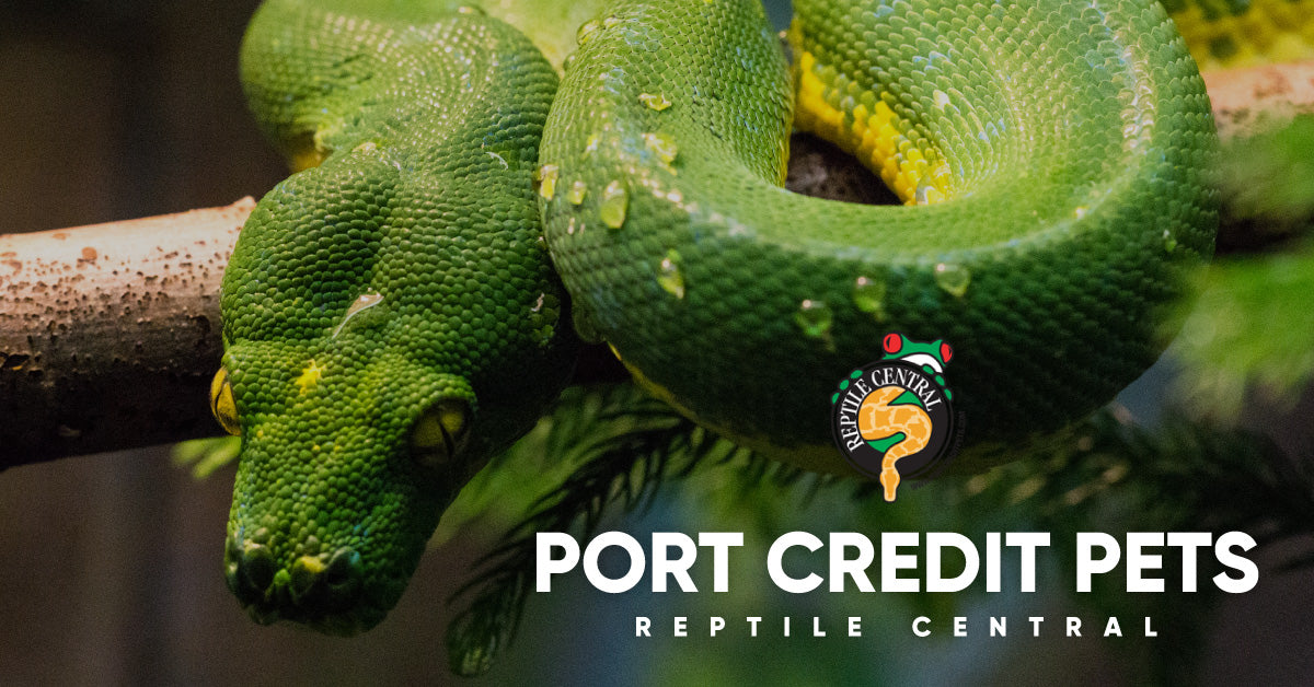 Port Credit Pets Gourmet Snake Pack