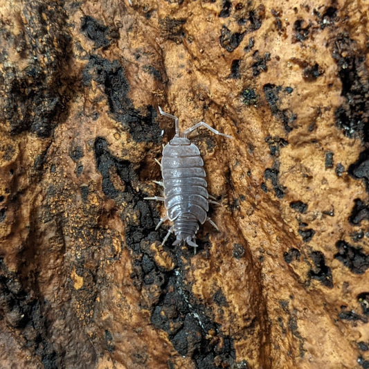 ISOPOD PORCELLIONIDES PURNIOSUS "POWDER BLUE" (10 COUNT)