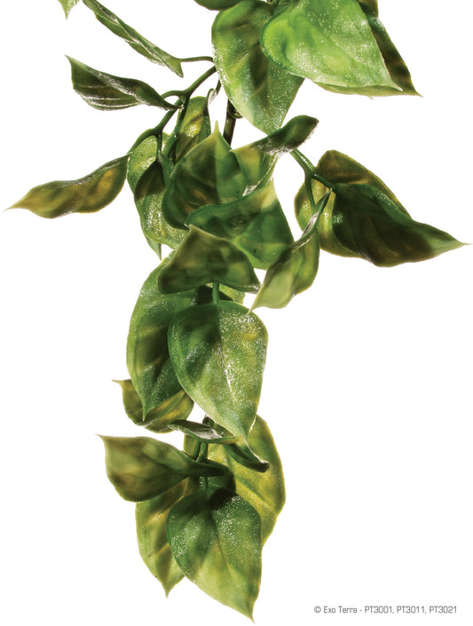 AMAPALLO HANGING RAINFOREST PLANT LARGE EXO TERRA